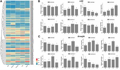 Genome-Wide Identification and Expression Analysis of the Plant U-Box Protein Gene Family in Phyllostachys edulis